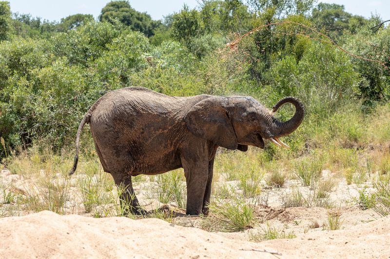 South Africa, South Africa