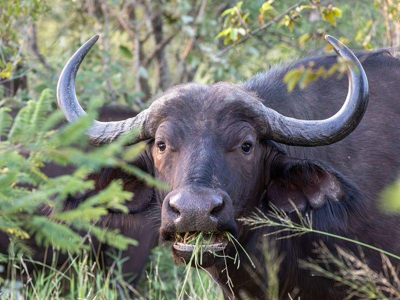 Kruger Big Five Game Drive