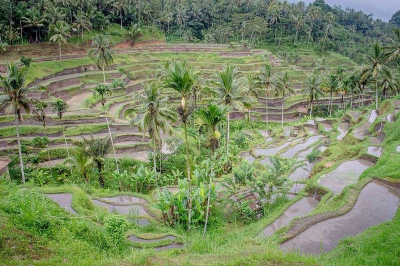 Tegallalang terraces — Bali, Indonesia