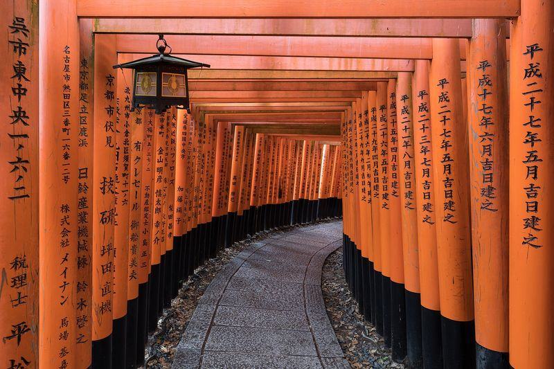 Japan Cherry Blossom