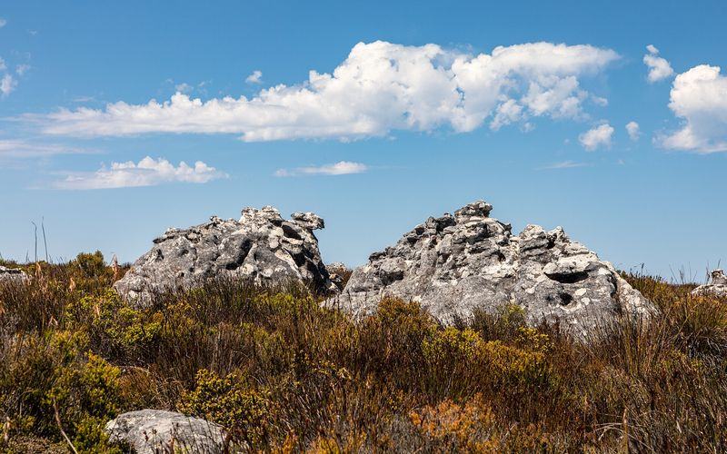 South Africa Safari & Cape